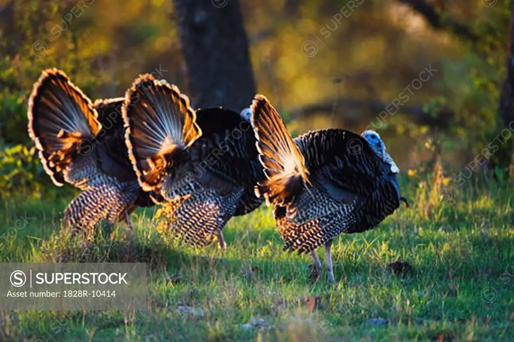 Rio Grande Wild Turkeys   