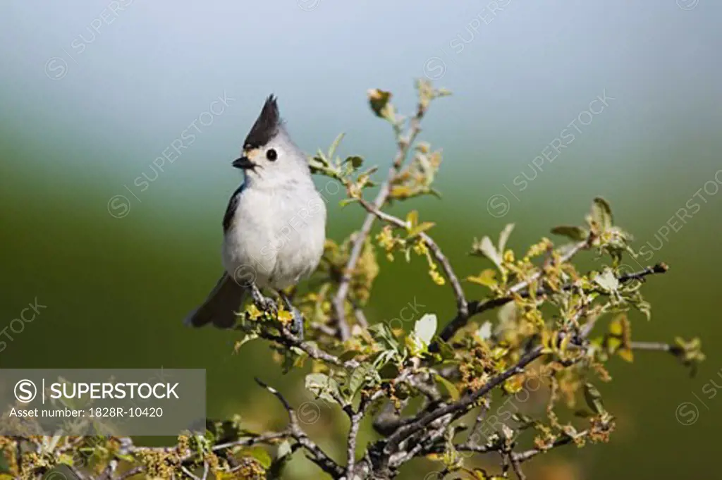 Tufted Titmouse   
