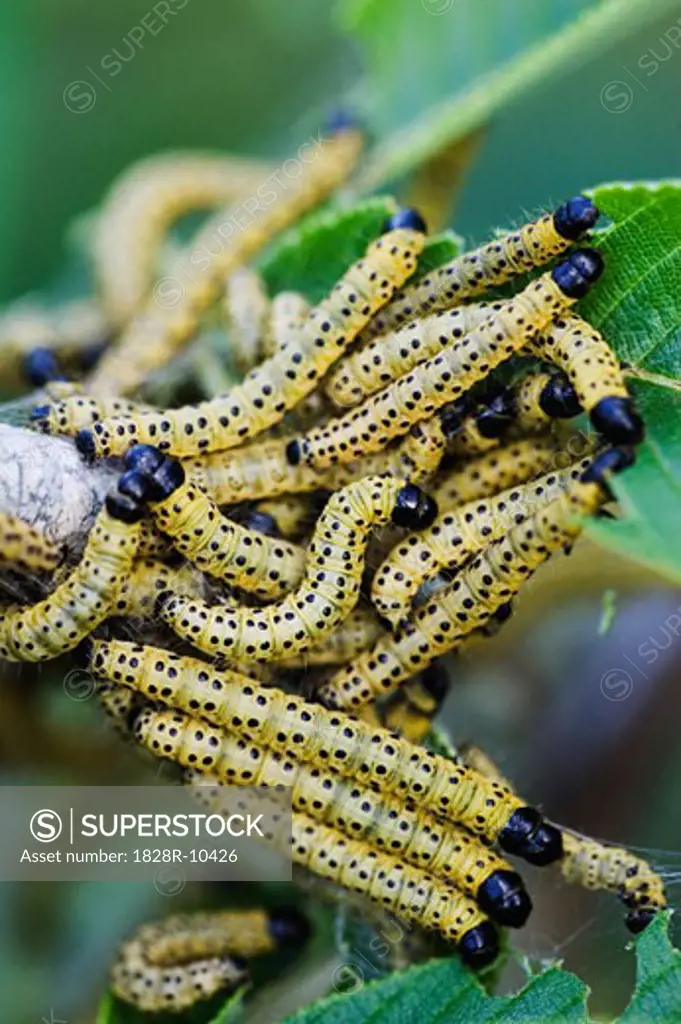 Caterpillars on Branch   