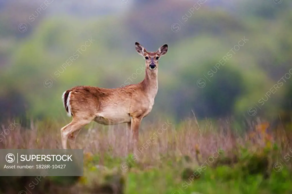 White-Tailed Deer   