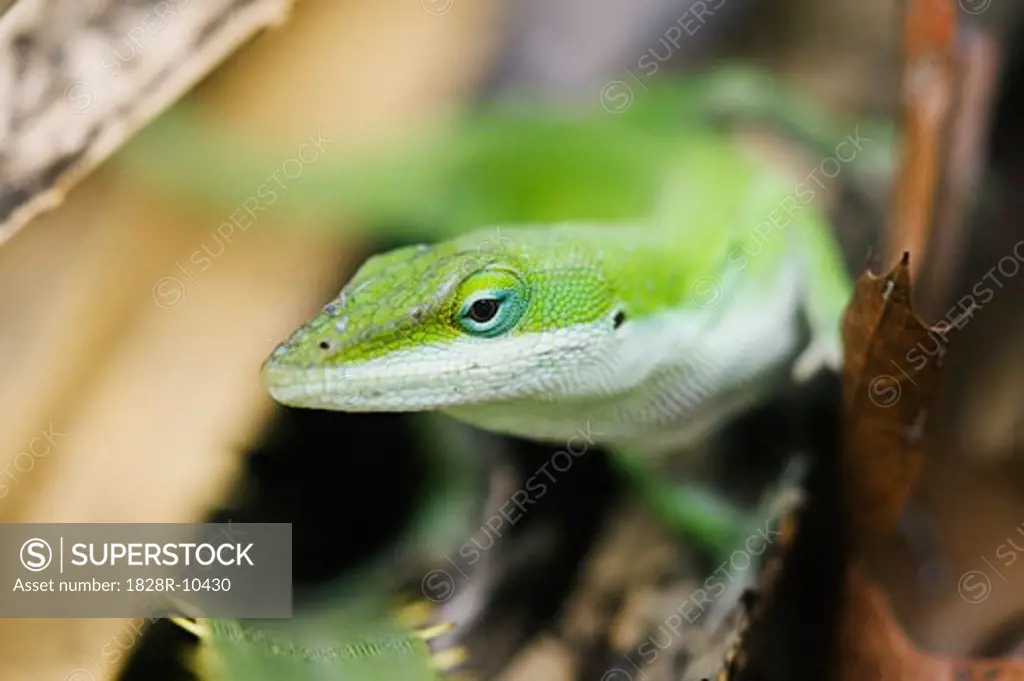 Green Anole Lizard   