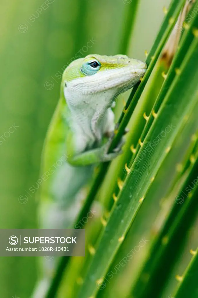 Green Anole Lizard   