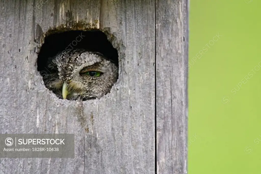 Screech Owl in Nesting Box   