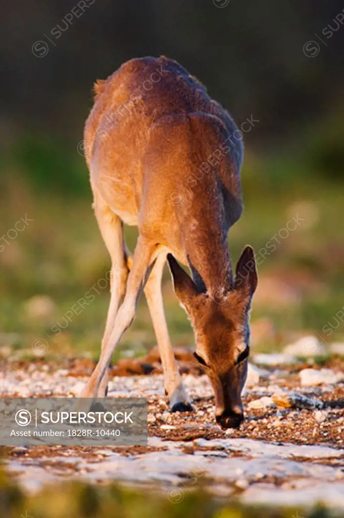 White-tailed Deer   