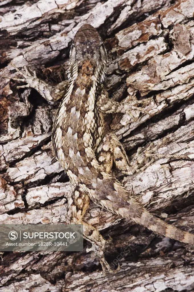 Texas Spiny Lizard on Tree   
