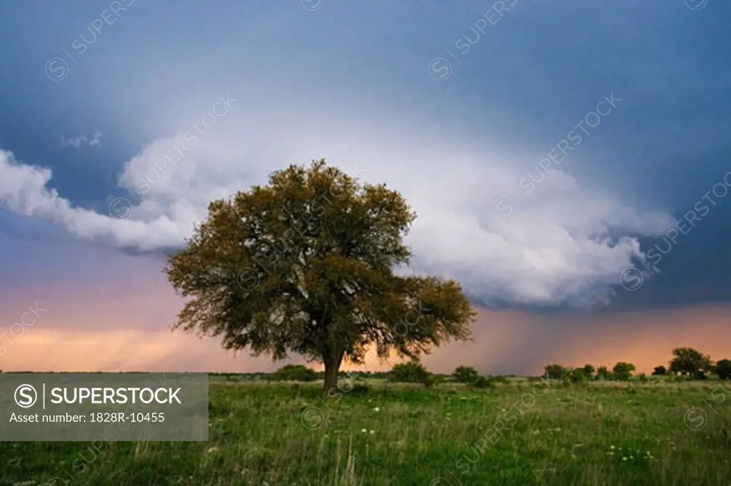 Thundercloud and Oak Tree in Field, Texas, USA   