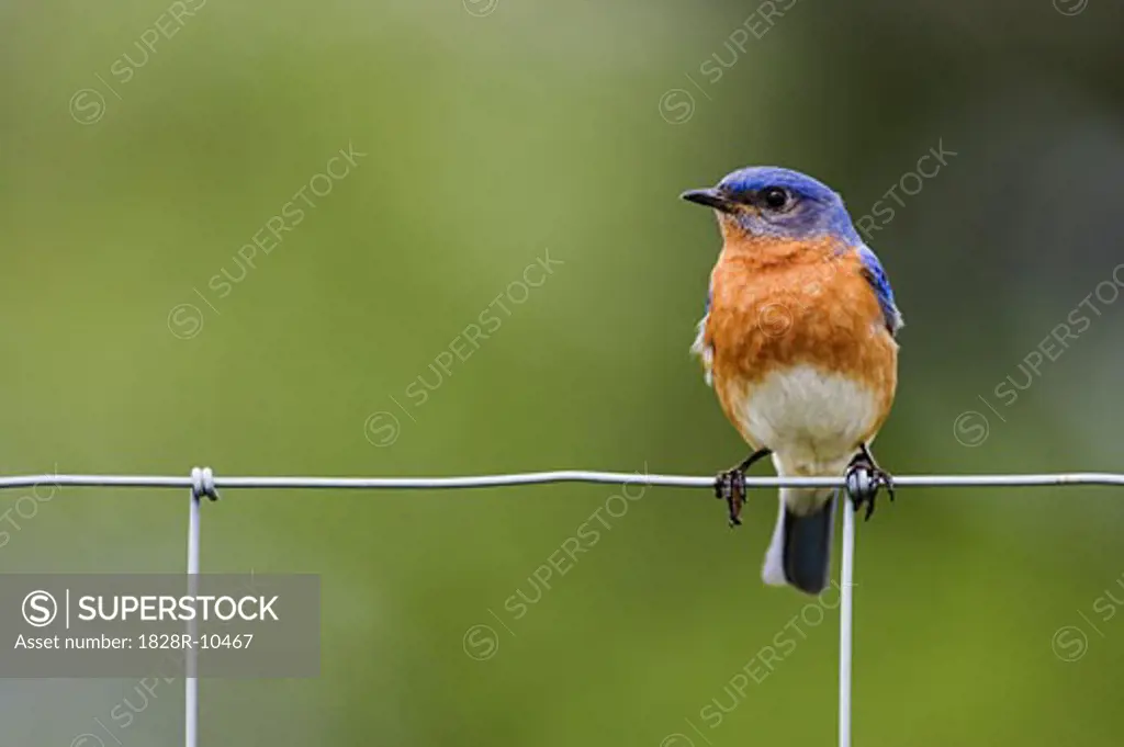 Bluebird on Fence   