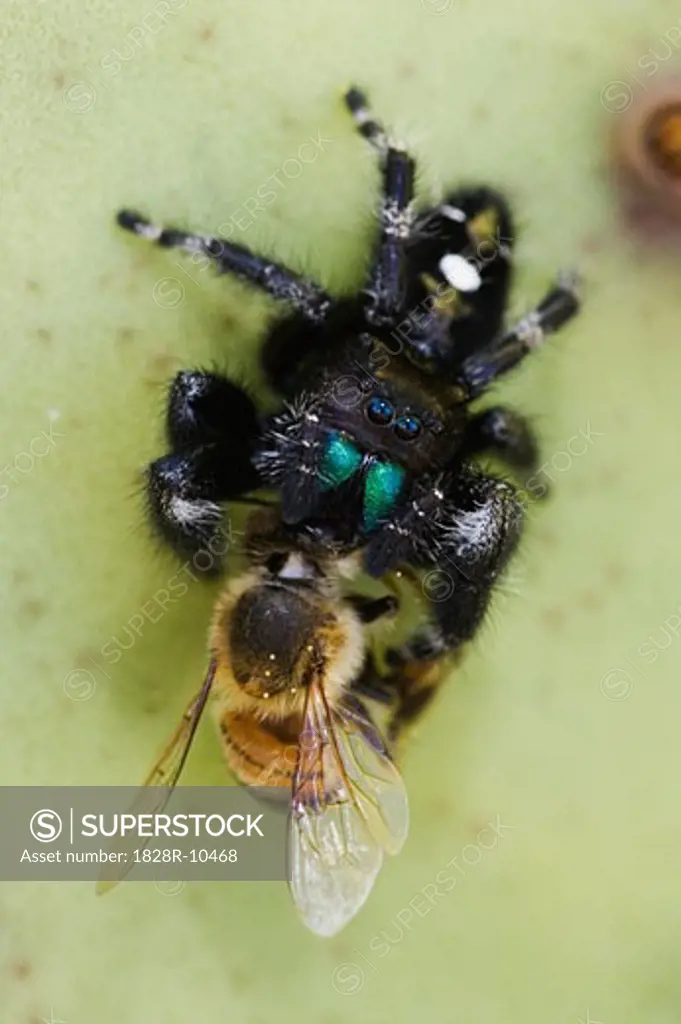 Jumping Spider Eating Honey Bee   
