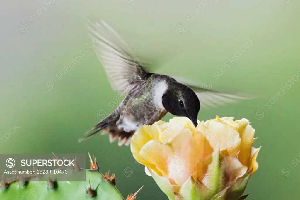 Black-Chinned Hummingbird at Prickly Pear Cactus   