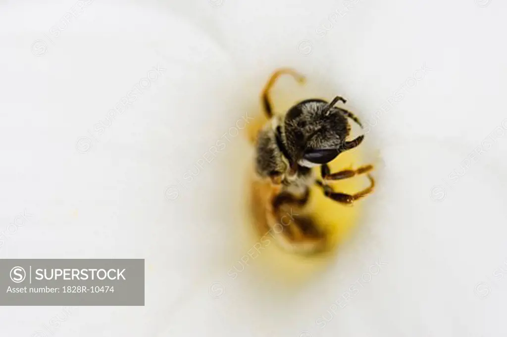 Close-Up of Bee in Flower   