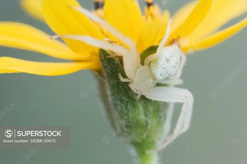 Crab Spider on Flower   