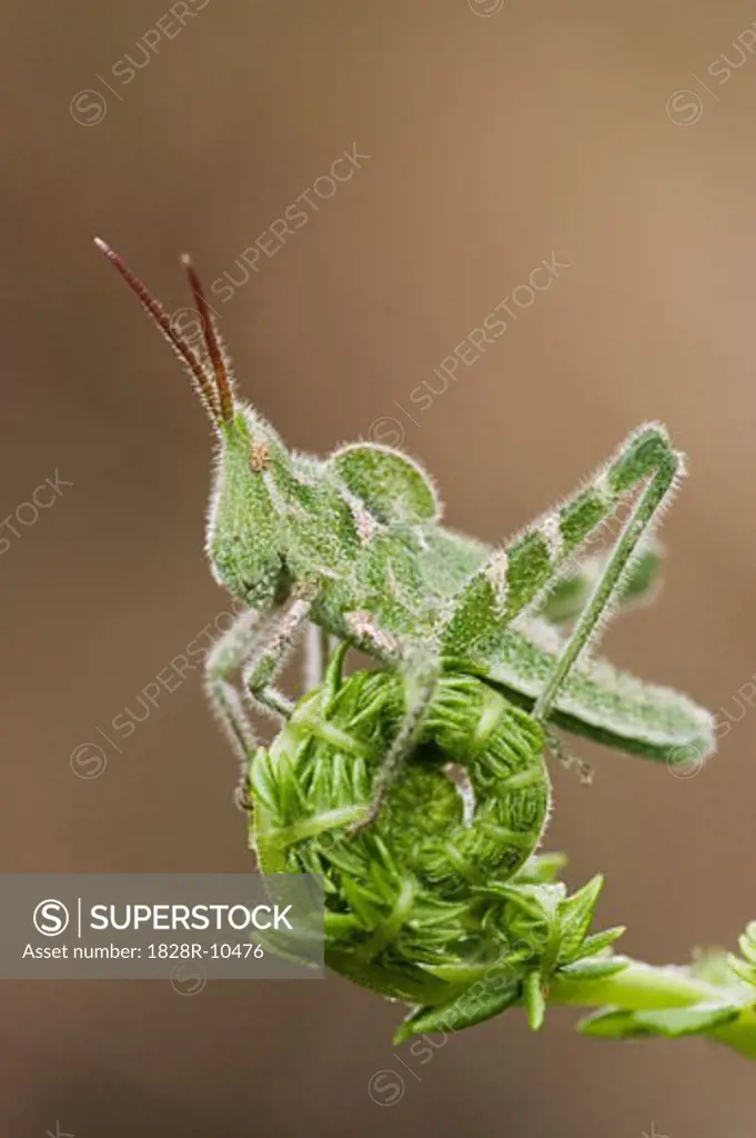 Grasshopper on Fiddlehead   