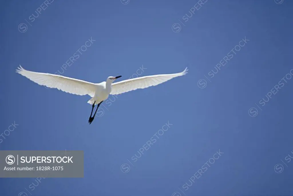 Bird in Flight Great Inagua, Bahamas   