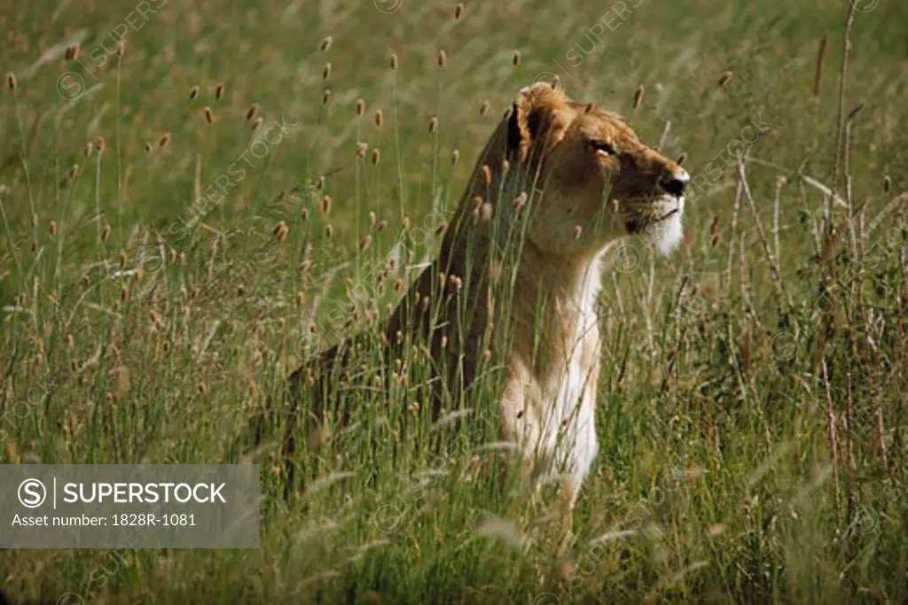 Female Lion Masai Mara Kenya   
