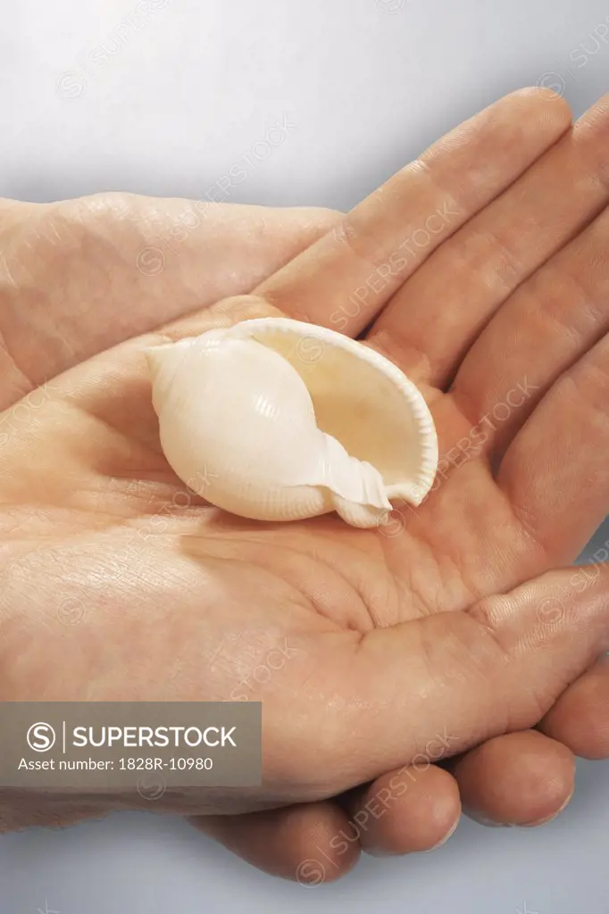 Person's Hands Holding Seashell   