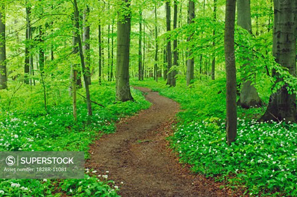 Path through Forest, Hainich National Park, Thuringia, Germany   