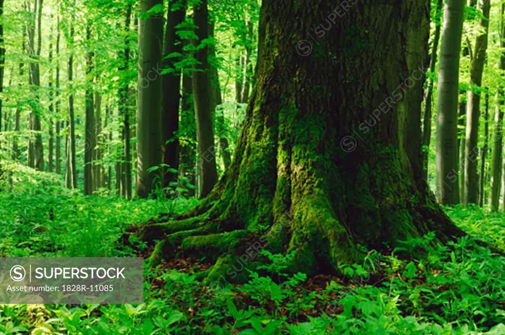Large Tree Trunk in Forest, Hainich National Park, Thuringia, Germany   