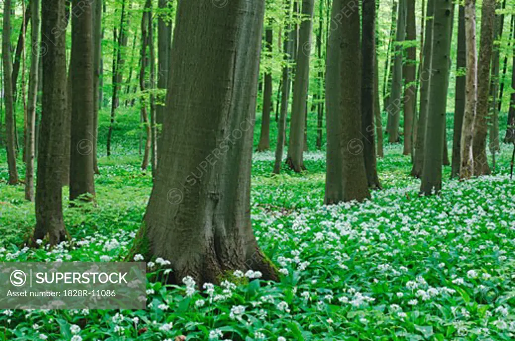 Beech Tree Forest, Hainich National Park, Thuringia, Germany   