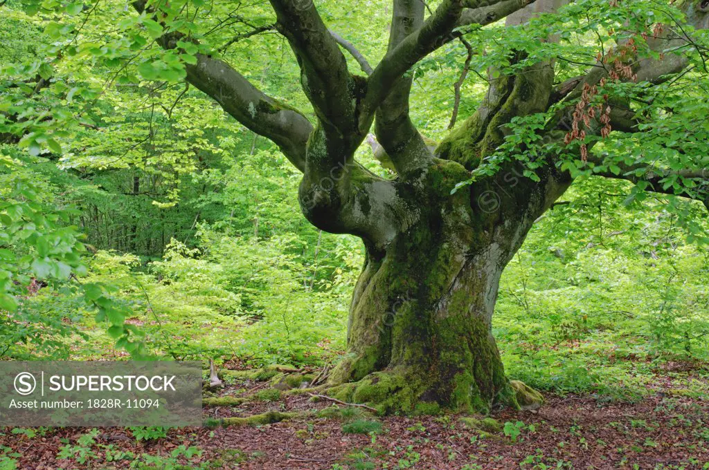 Old Beech Tree in Forest, Kellerwald-Edersee National Park, Hesse, Germany   
