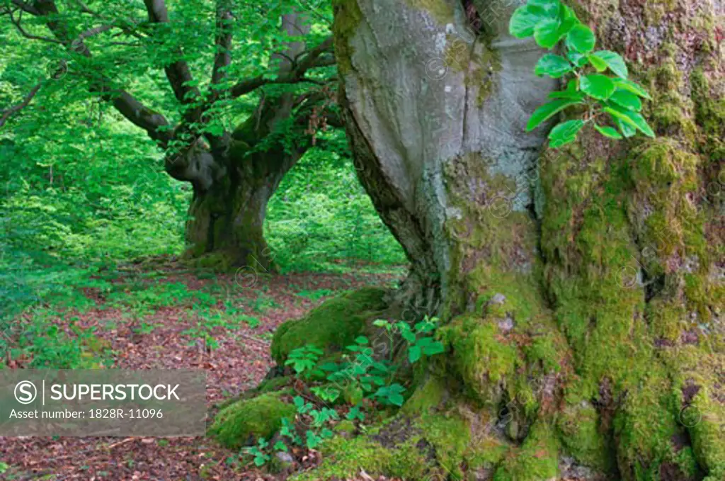Old Beech Trees in Forest, Kellerwald-Edersee National Park, Hesse, Germany   