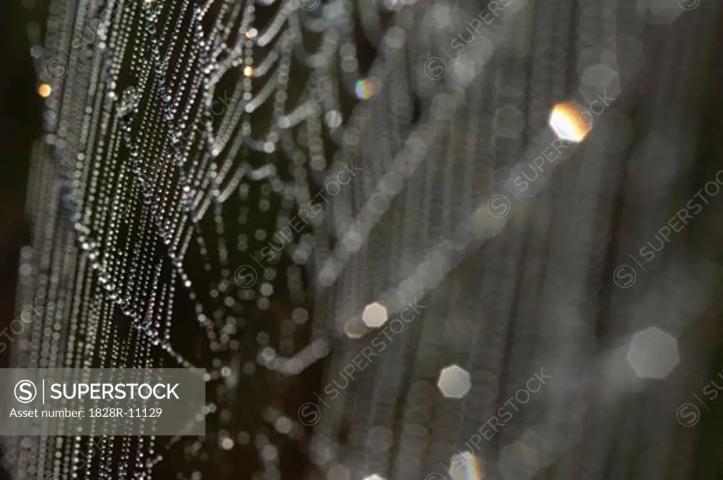 Dew on Spiders Web   