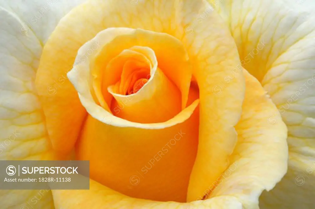 Close-Up of Yellow Rose   