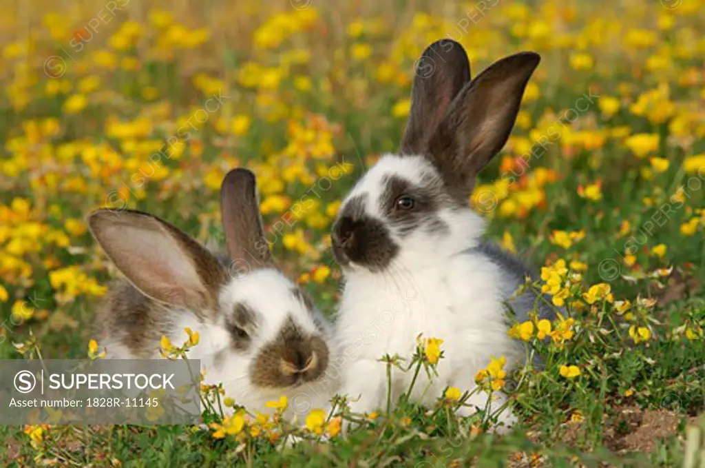 Rabbits in Meadow   