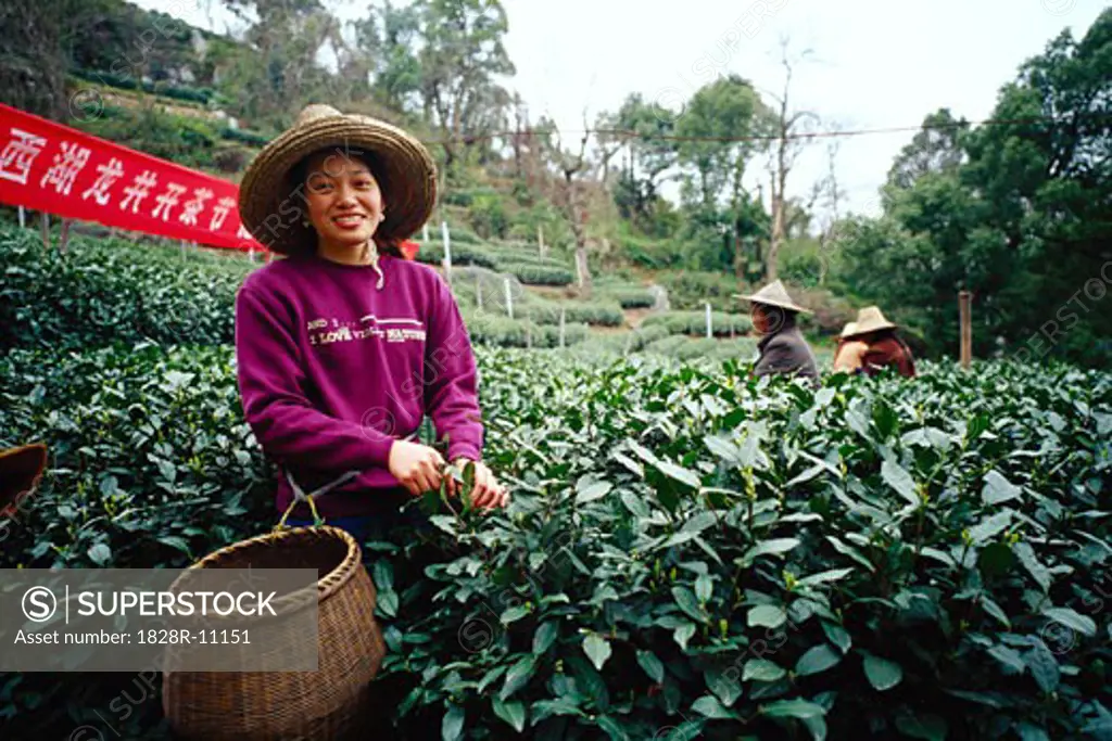 Woman Picking Tea, Hangzhou, China   
