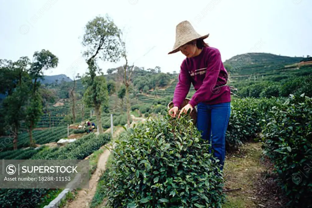Woman Picking Tea, Hangzhou, China   