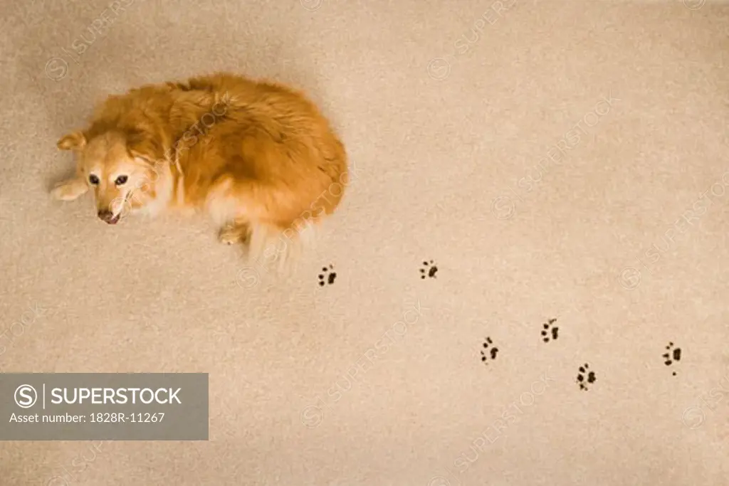 Dog Prints on Carpet   