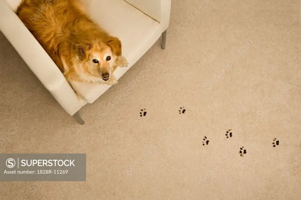 Dog Prints on Carpet   