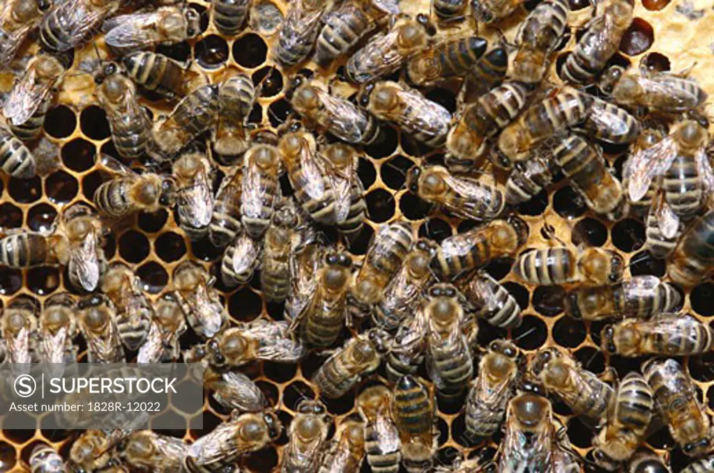 Honeybees in Honeycomb   