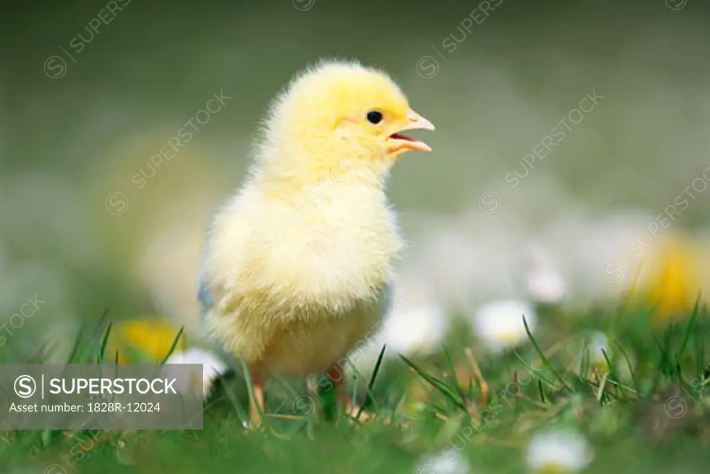 Chick in Field   