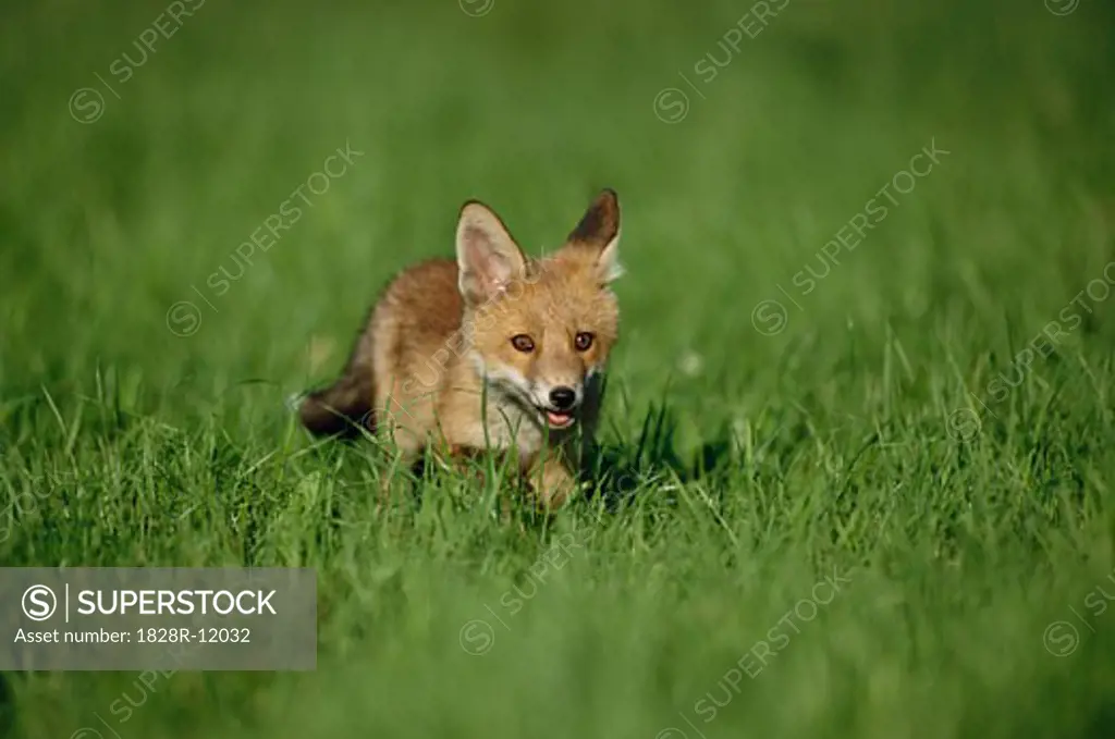Red Fox Pup   