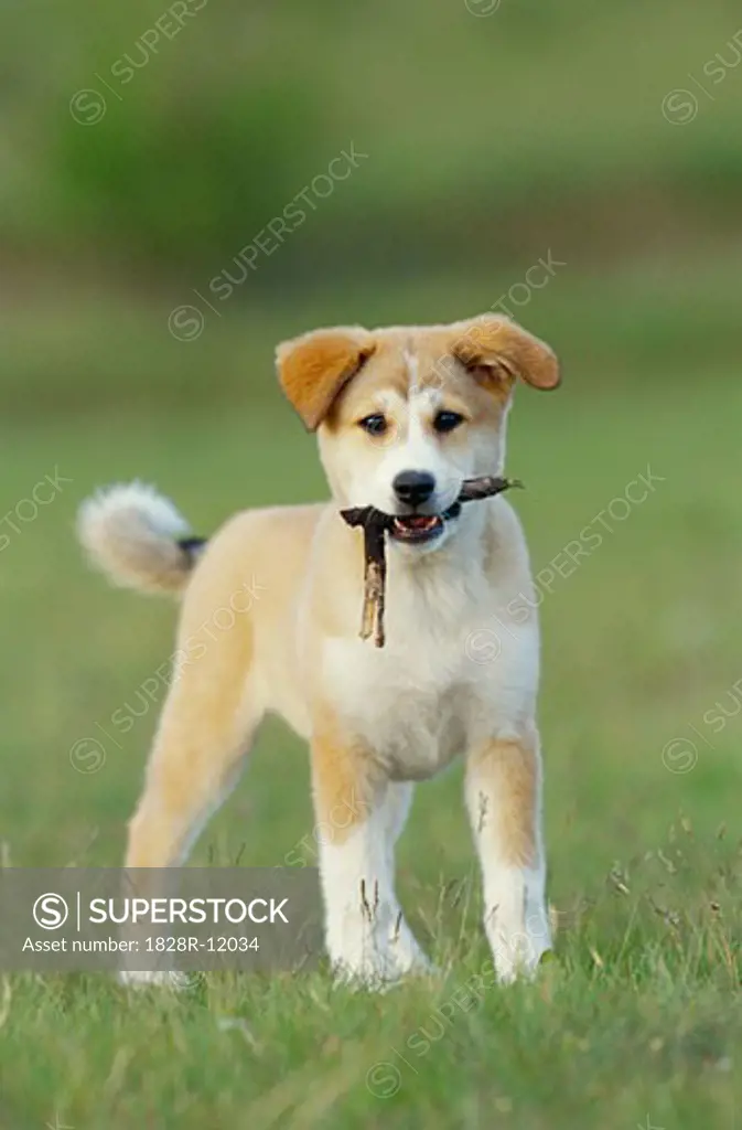 Portrait of Puppy with Stick   