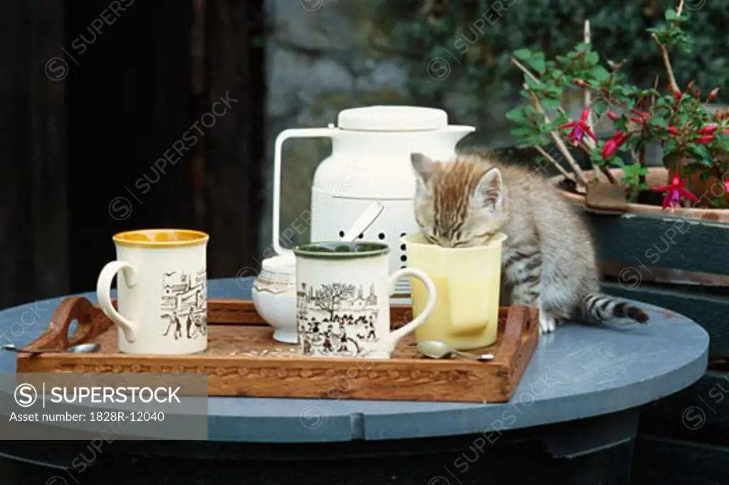 Kitten Drinking from Mug   