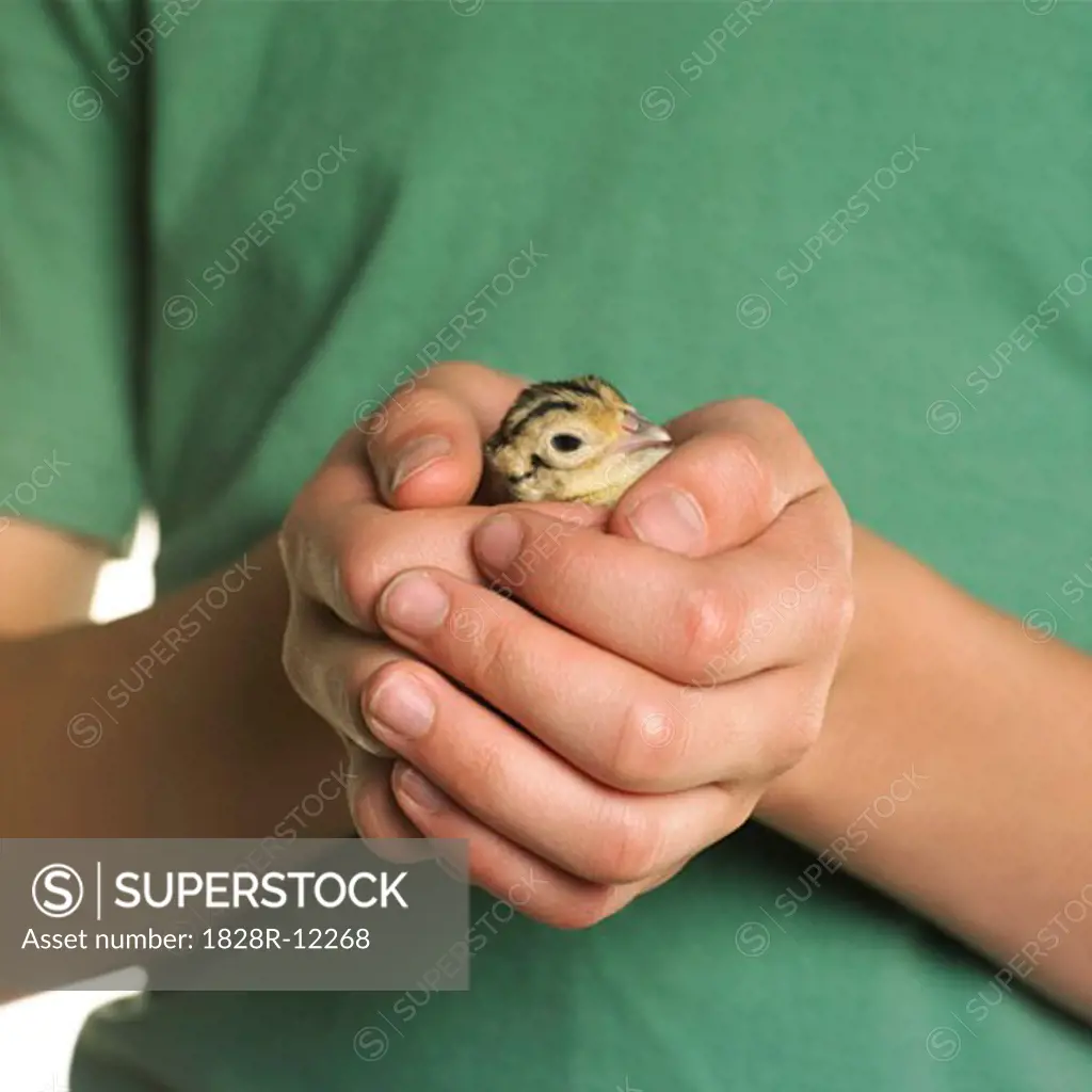 Close-Up of Person Holding Pheasant Chick   