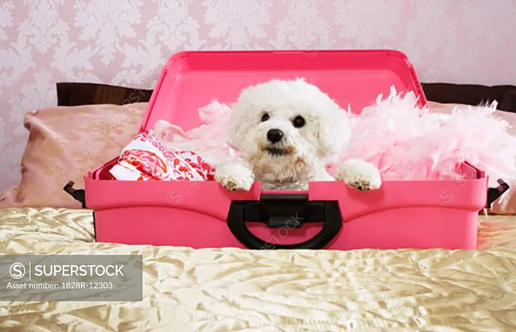 Dog Inside Suitcase   