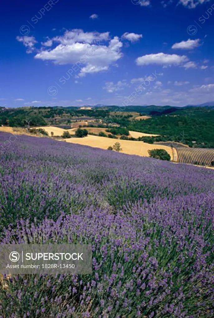 Lavender Field Near Puimichel, Provence, France   