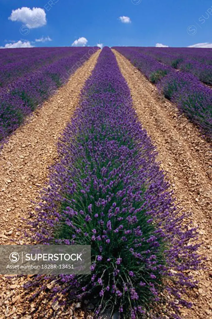 Lavender Field Near Ferrassieres, Provence, France   