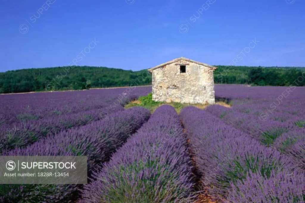 Lavender Field Near St-Christol, Provence, France   