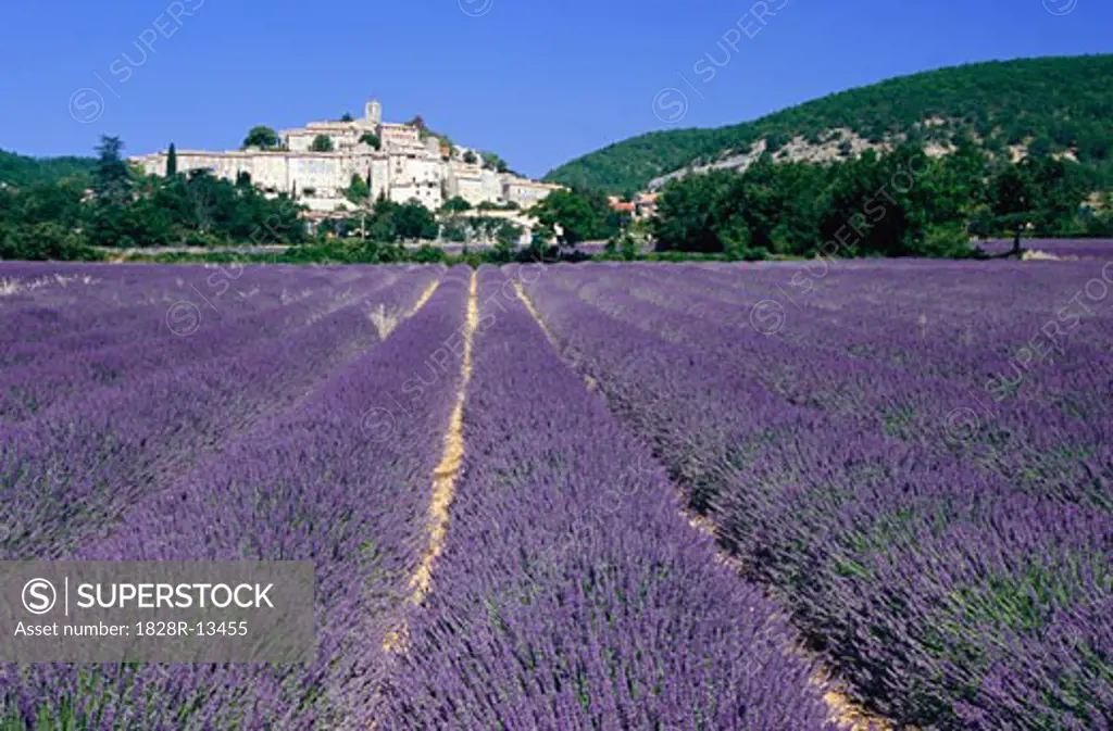 Lavender Field in Banon, Provence, France   