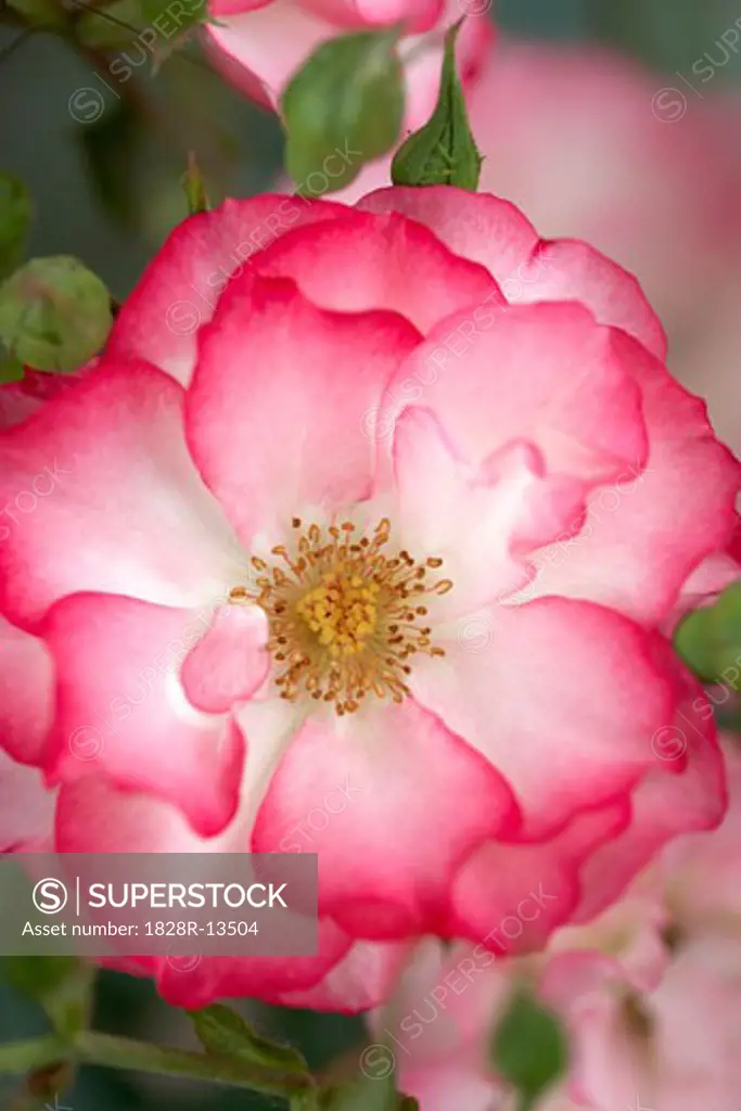 Tabris Floribunda Rose   
