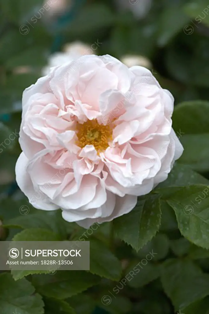 Souvenir de la Malmaison Rose   