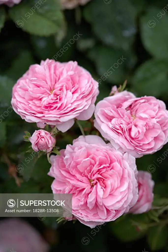 Petite de Hollande Centifolia Rose   