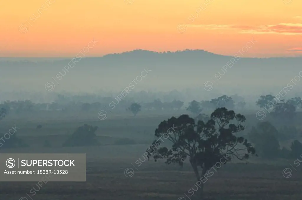Eucalyptus Tree and Morning Fog, Carroll, New South Wales, Australia   