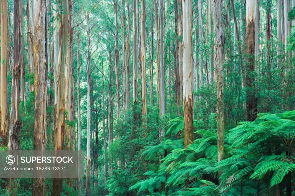 Mountain Ash Forest, Yarra Ranges National Park, Victoria, Australia   