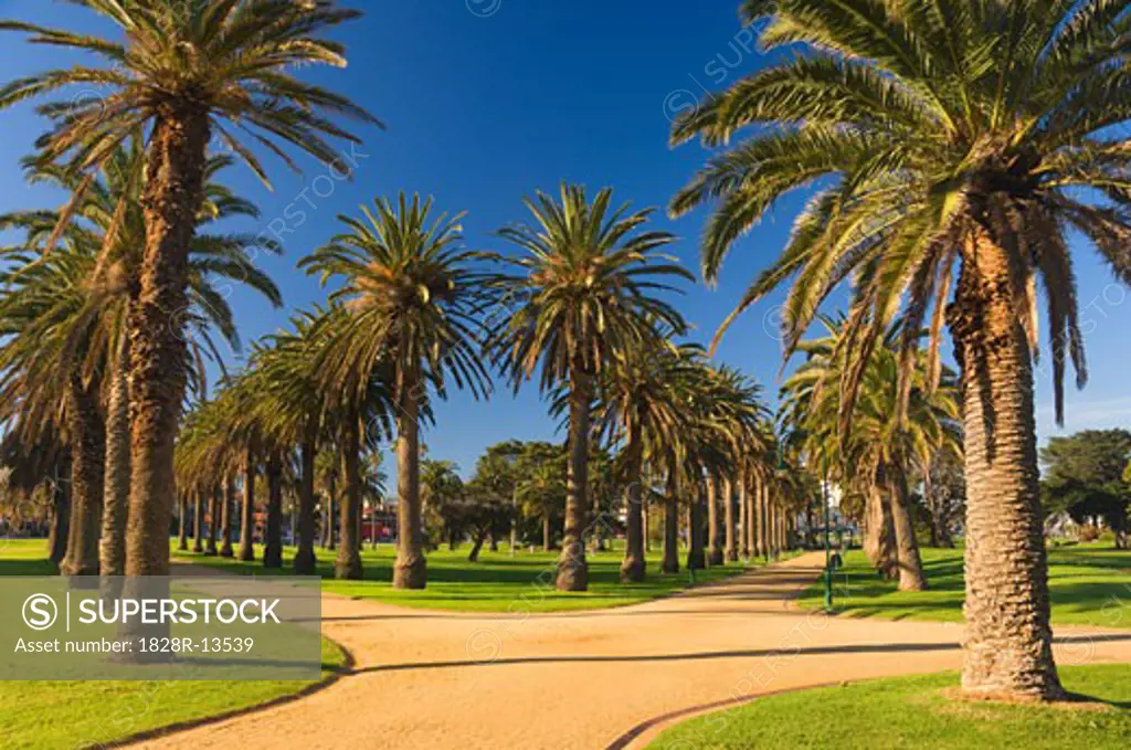 Palm Trees, St Kilda, Melbourne, Victoria, Australia   