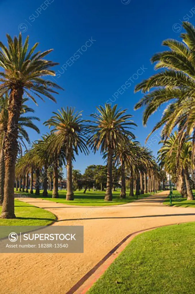Palm Trees, St Kilda, Melbourne, Victoria, Australia   