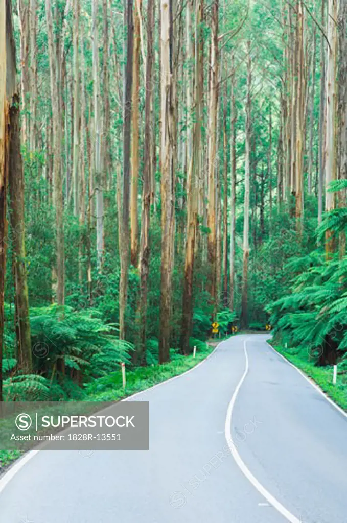 Road Through Mountain Ash Forest, Yarra Ranges National Park, Victoria, Australia   